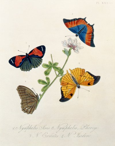 Butterflies, from Insects of India by Edward Donovan by English School